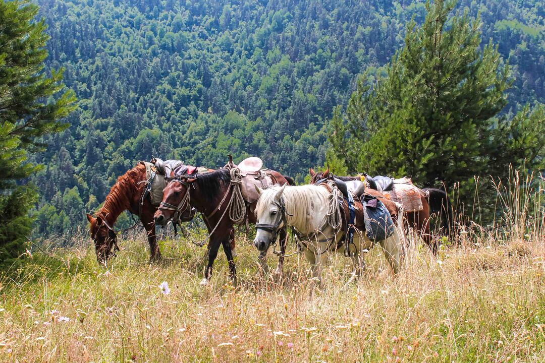 5-дневный конный тур в Тушети - Хевсурети