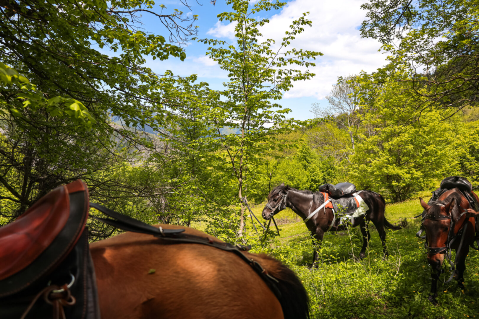 2 hours horse riding tour in Borjomi